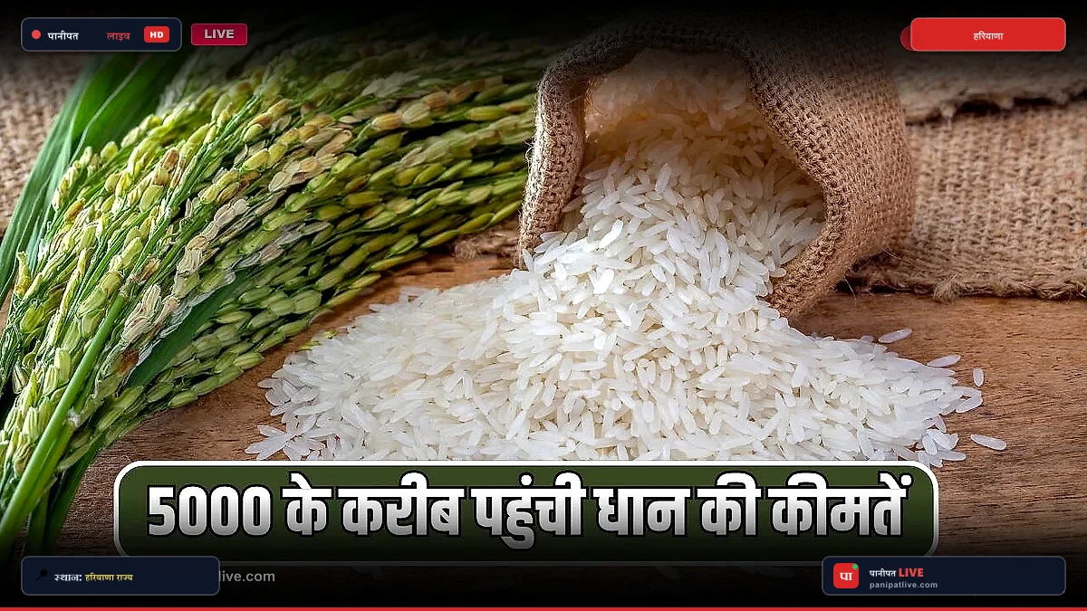 हरियाणा में धान के भाव आसमान पर, बासमती 5000 के करीब; किसानों में खुशी