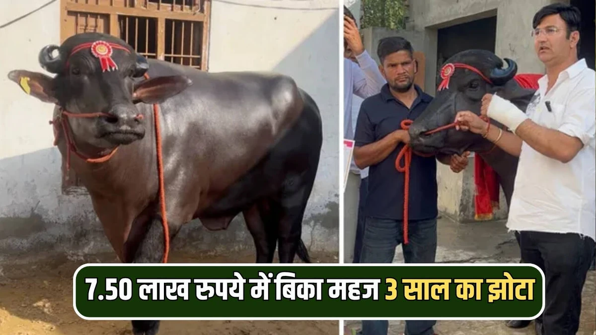 हरियाणा के कैथल में 7.50 लाख में बिका 3 साल का 'लक्ष्य' झोटा, मुर्रा नस्ल की सुंदरता देख पशुपालक हुए मुरीद