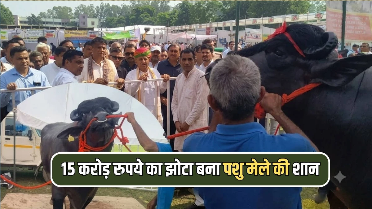 पानीपत के डिडवाड़ी के मुर्रा झोटे 'विधायक' की धमक, 15 करोड़ आंकी गई कीमत
